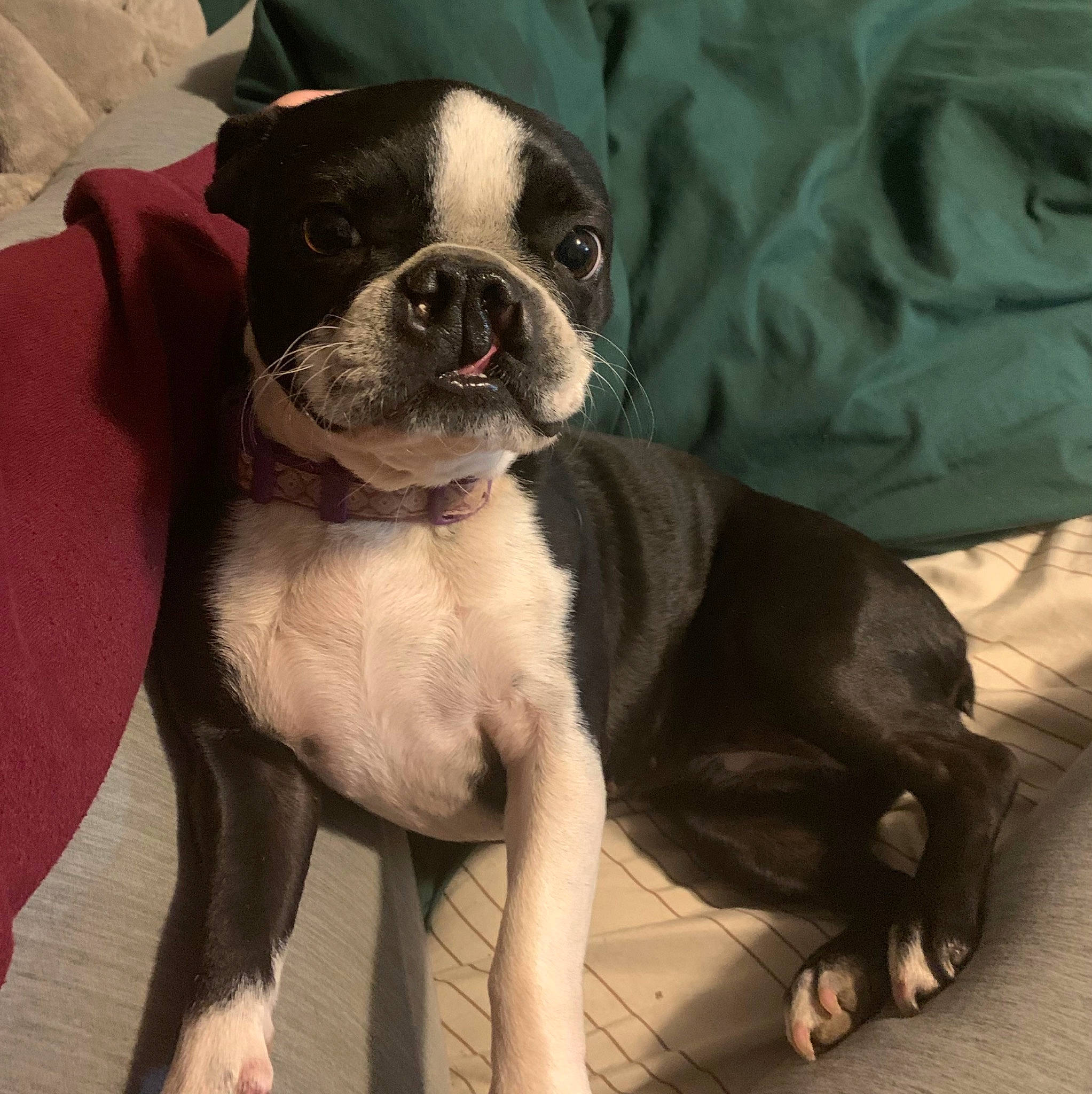 Posey joined the competition — help win amazing prizes! boston_terrier, bulldog, canidae, carnivore, collar, comfort, companion_dog, dog, dog_breed, fawn, fur, head, puppy_love, snout, sporting_group, terrestrial_animal, toy_dog, whiskers, working_animal, wrinkle