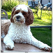 Freida Mae Nelson joined the competition — help win amazing prizes! dog, curly_fur, outdoor, backyard, table, fence, grass, house, pet, canine, relaxing, daylight, domestic_animal, nature, animal, fur, mammal, companion, summer, calm