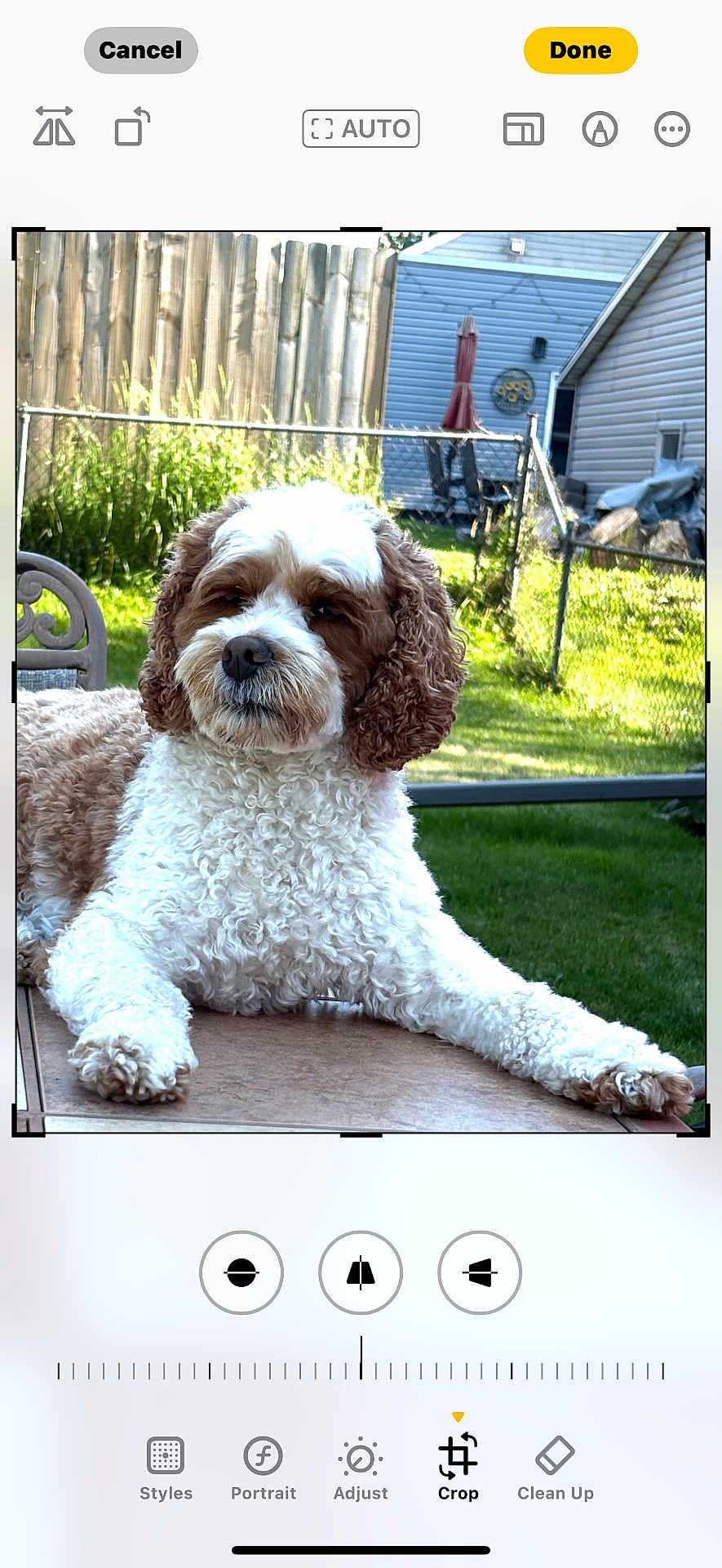 Freida Mae Nelson joined the competition — help win amazing prizes! dog, curly_fur, outdoor, backyard, table, fence, grass, house, pet, canine, relaxing, daylight, domestic_animal, nature, animal, fur, mammal, companion, summer, calm