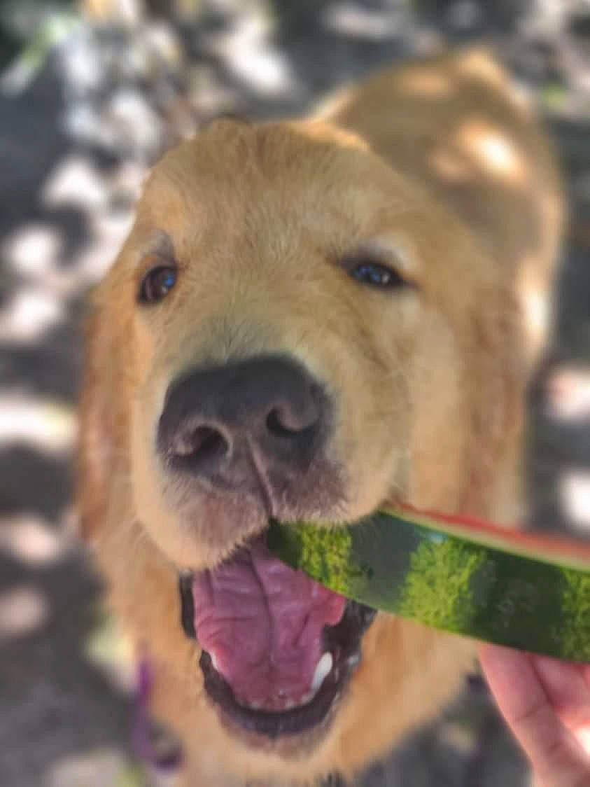 Dewey is registered to the contest to win money with this photo: canidae, carnivore, close_up, collar, companion_dog, dog, dog_breed, dog_collar, dog_supply, fawn, fur, grass, liver, pet_supply, snout, sporting_group, vertebrate, whiskers, winter, working_animal