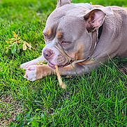 Vita participe au concours pour gagner de l'argent avec cette photo : dog, pitbull, pet, grass, outdoor, chewing, paw, ear, nose, collar, muzzle, close_up, lying_down, green_grass, playful, snout, tongue, short_hair, yard, relaxed