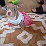 Vita participe au concours pour gagner de l'argent avec cette photo : puppy, dog, pet, tutu, pink_tutu, clothing, rug, indoor, hardwood_floor, toy, plush_toy, slipper, human_foot, cute, portrait, sitting, small_dog, blue_eyes, brown_nose, closeup