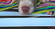 Duke is registered to the contest to win money with this photo: dog, resting, sleeping, towel, striped_towel, colorful, bench, white_bench, pet, animal, relaxation, snout, ears, paw, outdoor, summer, calm, peaceful, closeup, face