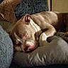 Duke is registered to the contest to win money with this photo: dog, sleeping, pillow, blanket, cushion, indoor, rest, pet, canine, cozy, fur, nap, soft, bedroom, relaxation, animal, comfort, home, quiet, peaceful