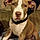 Duke