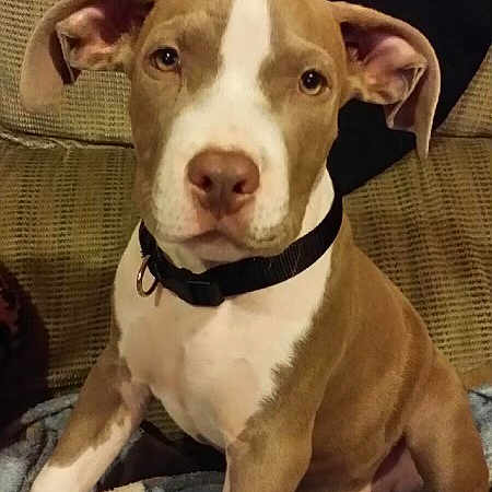 Duke joined the competition — help win amazing prizes! dog, puppy, pitbull, brown, white, collar, ears, sitting, blanket, indoor, furniture, couch, pet, cute, animal, young, portrait, looking, face, home