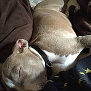 Duke joined the competition — help win amazing prizes! dog, sleeping, blanket, brown, collar, cozy, indoors, resting, fur, pet, relaxation, comfort, nap, animal, cute, domestic_animal, companion, peaceful, soft, closeup