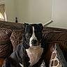 Cali is registered to the contest to win money with this photo: dog, black_and_white, pet, indoor, couch, leather, pillow, seated, animal, companion, looking_at_camera, brown, white, face, ears, snout, sitting, home, cozy, furniture