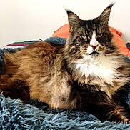 Loki participe au concours pour gagner de l'argent avec cette photo : animal, bed, blue, cat, comfort, cozy, dignified, feline, fluffy, fur, green_eyes, indoor, pet, plush, portrait, relaxed, resting, striped_blanket, table, wooden_sculpture