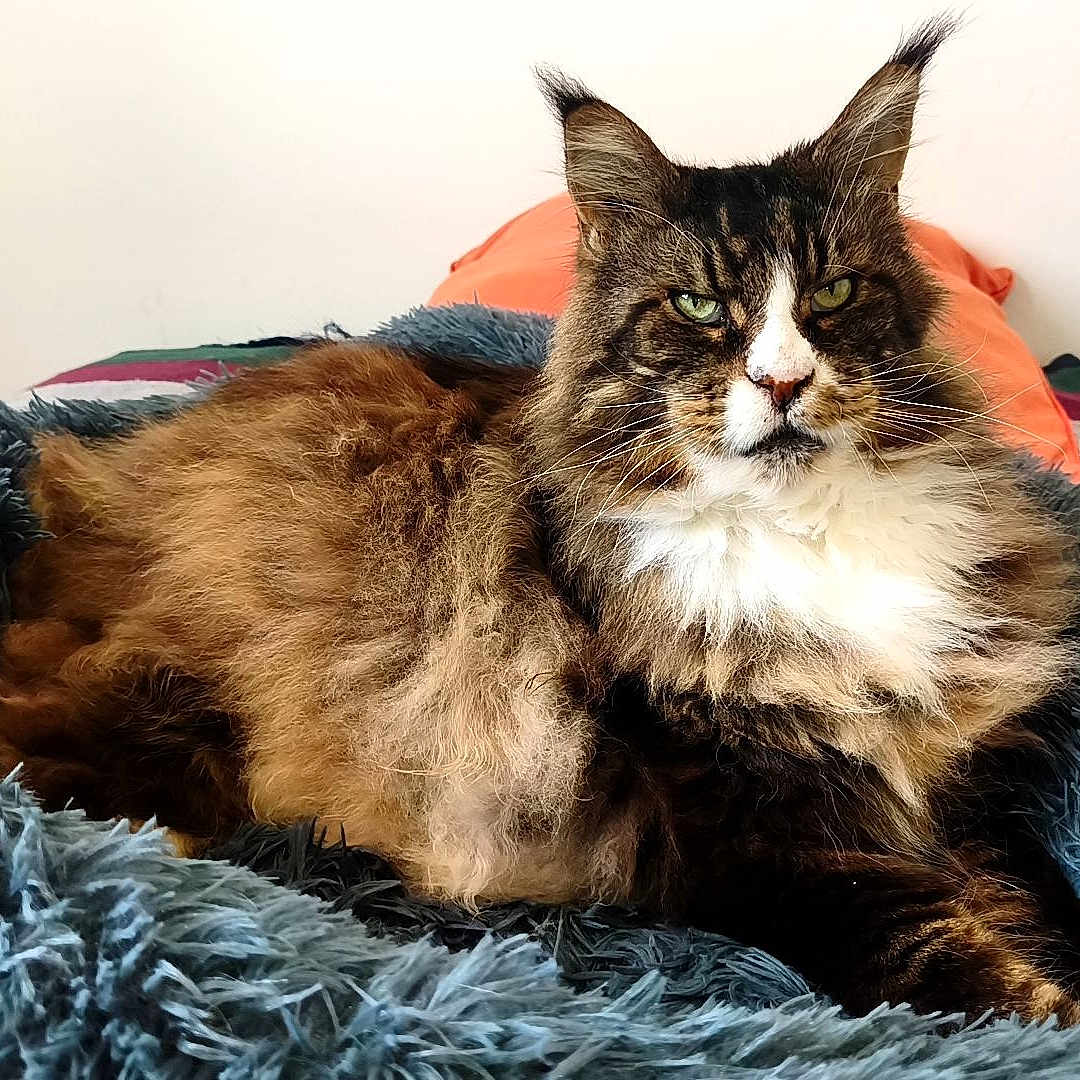 Loki