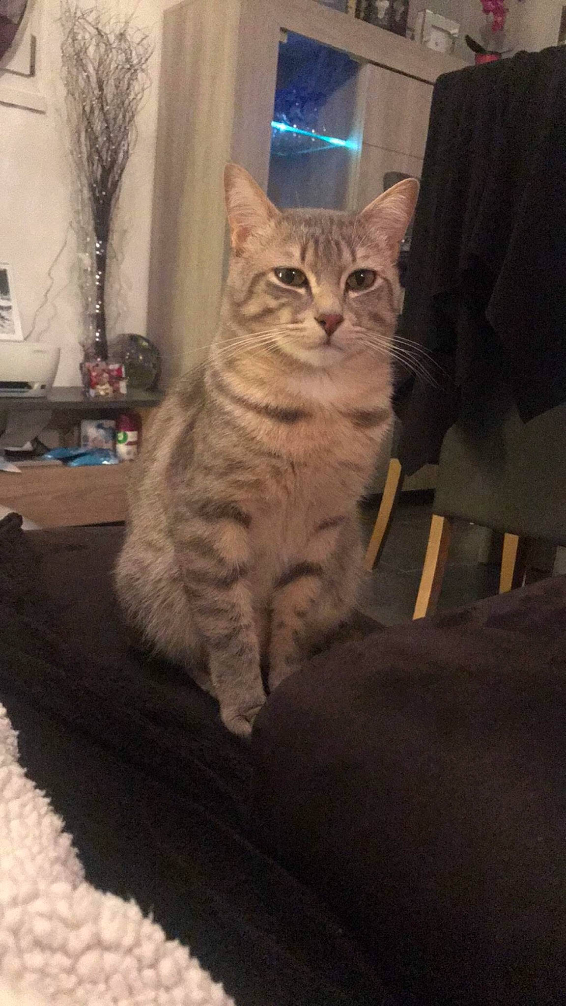 Chouki participe au concours pour gagner de l'argent avec cette photo : aegean_cat, american_shorthair, asian, australian_mist, california_spangled, carnivore, cat, domestic_short_haired_cat, dragon_li, egyptian_mau, european_shorthair, fawn, felidae, fur, kitten, mammal, pixie_bob, small_to_medium_sized_cats, tabby_cat, whiskers