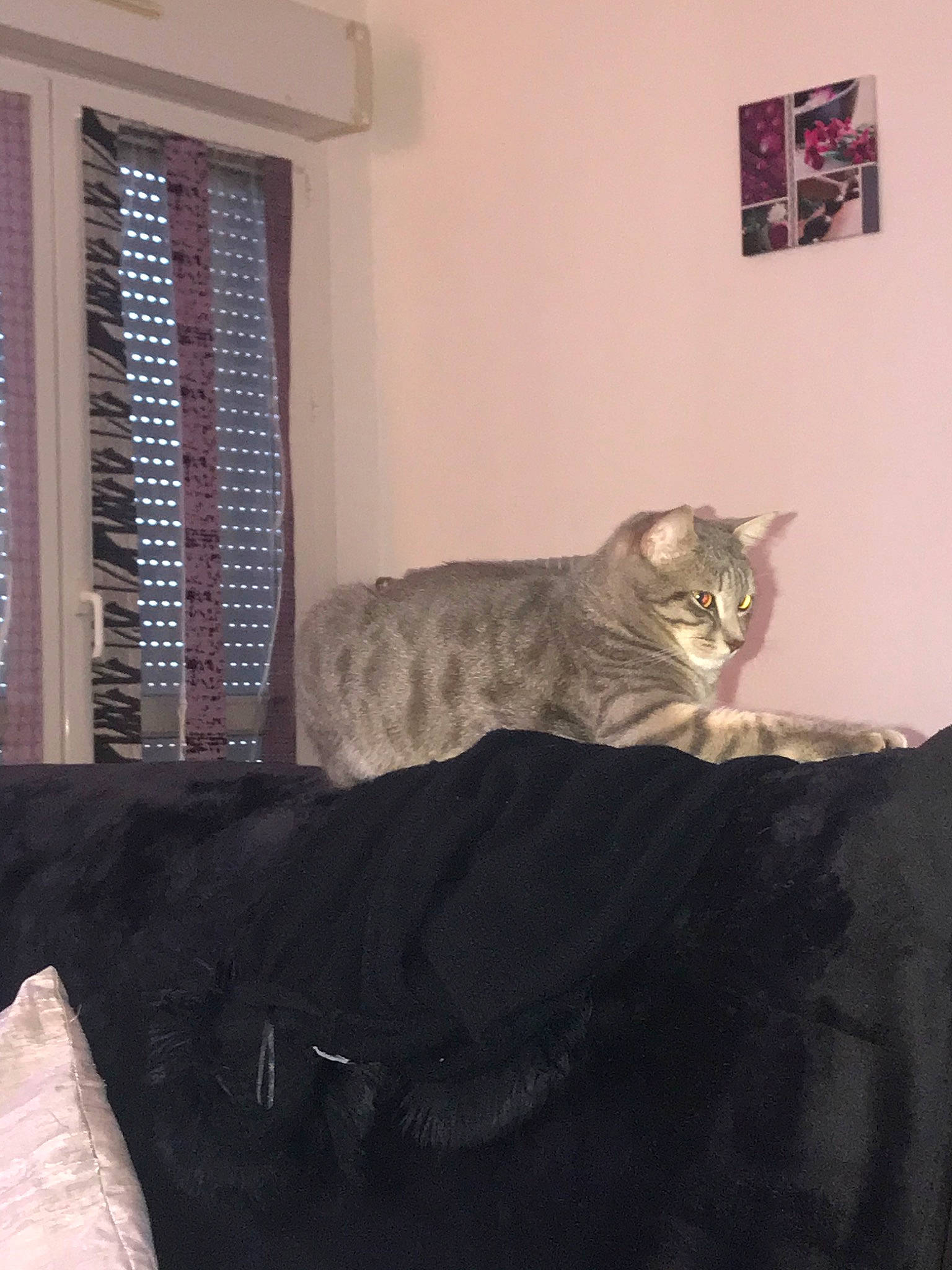 Chouki a rejoint le concours — aidez-le/la à gagner de superbes lots ! asian, bed, bed_sheet, carnivore, cat, comfort, domestic_short_haired_cat, european_shorthair, felidae, fur, furniture, home, kitten, room, small_to_medium_sized_cats, tabby_cat, tail, whiskers, window