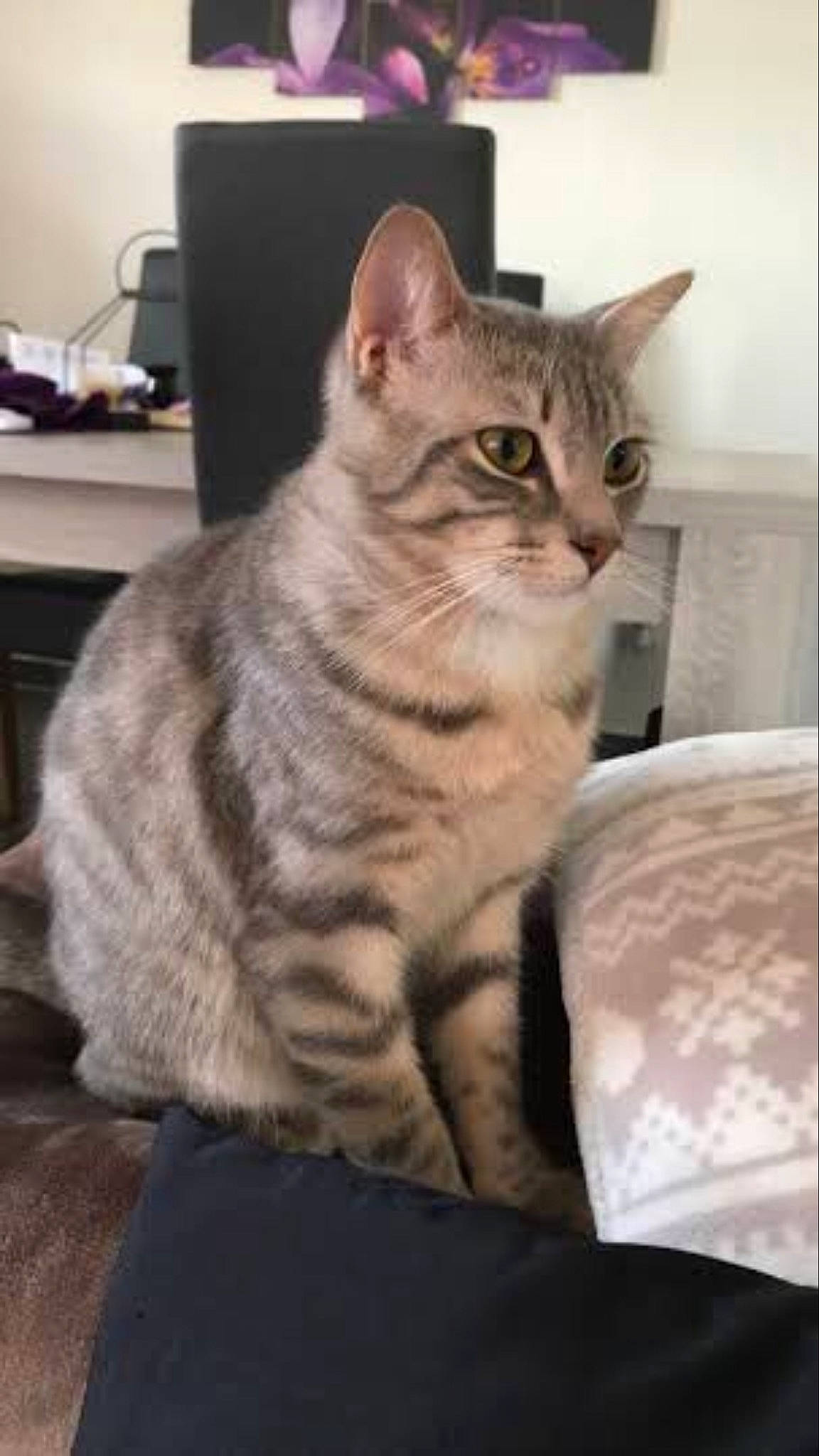 Chouki participe au concours pour gagner de l'argent avec cette photo : american_shorthair, american_wirehair, asian, australian_mist, british_shorthair, california_spangled, carnivore, cat, domestic_short_haired_cat, dragon_li, egyptian_mau, european_shorthair, felidae, kitten, mammal, pixie_bob, small_to_medium_sized_cats, tabby_cat, vertebrate, whiskers