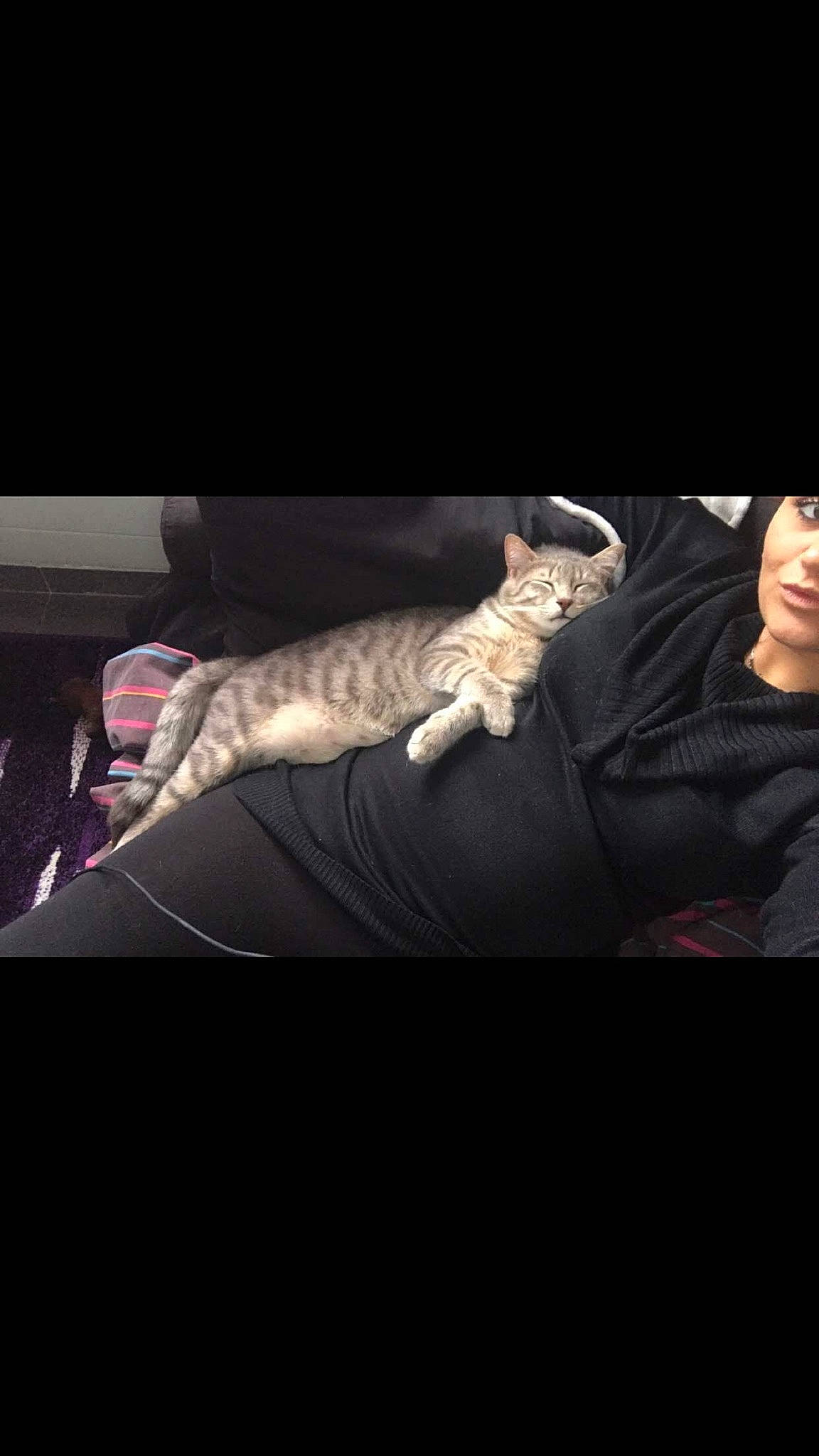 Chouki a rejoint le concours — aidez-le/la à gagner de superbes lots ! carnivore, cat, felidae, kitten, leg, reptile, small_to_medium_sized_cats, tabby_cat, tail, whiskers