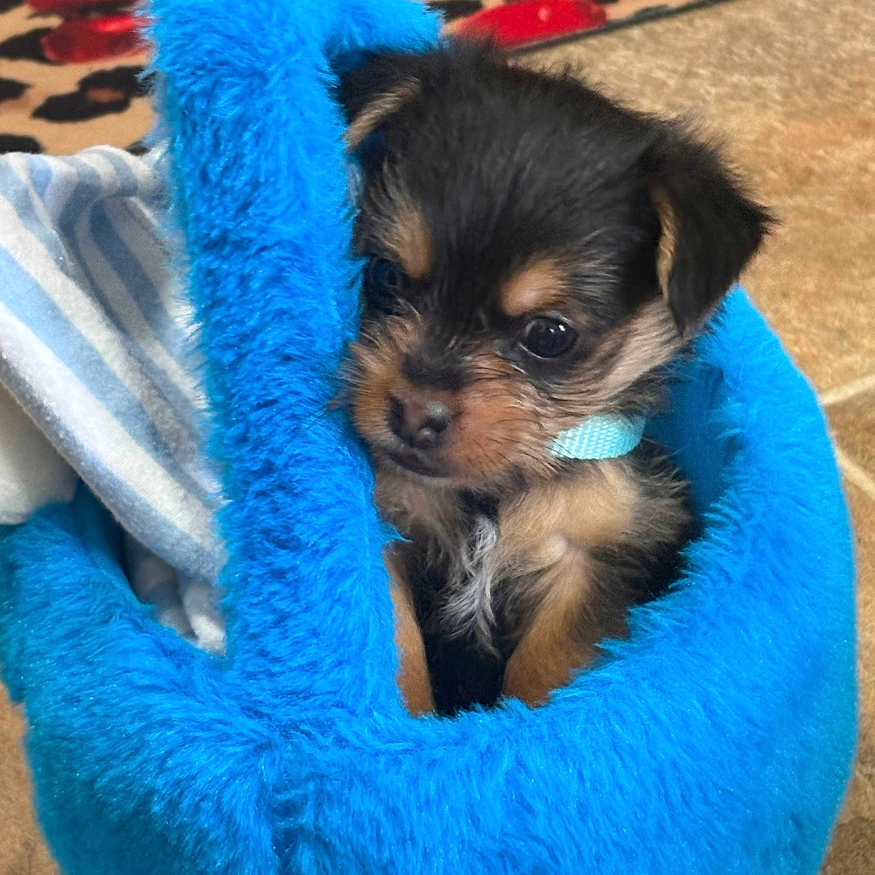 Mowgli