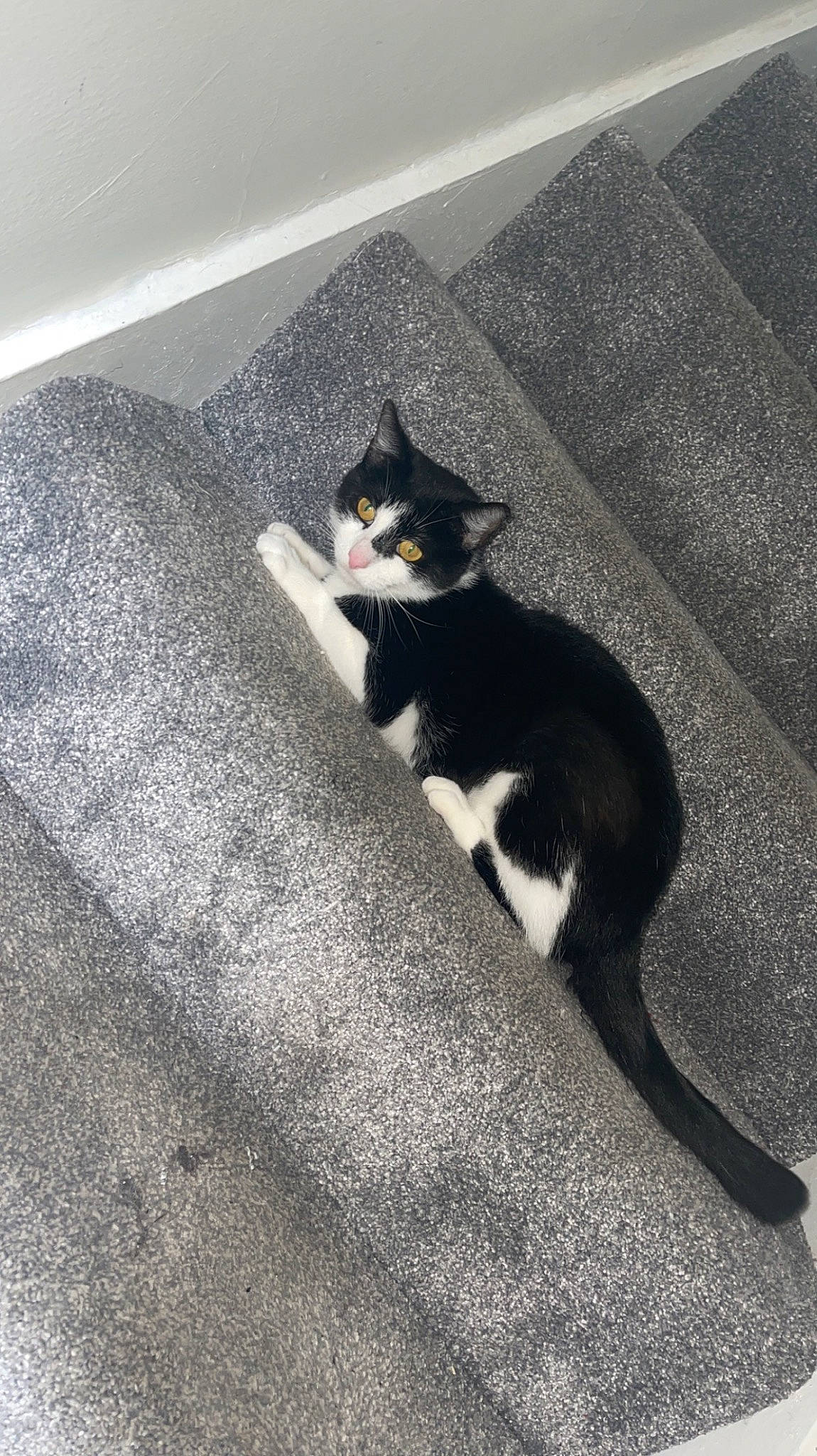 Margo is registered to the contest to win money with this photo: asphalt, carnivore, cat, comfort, domestic_short_haired_cat, felidae, floor, flooring, fur, grey, human_leg, monochrome_photography, paw, road_surface, shadow, small_to_medium_sized_cats, tail, tints_and_shades, whiskers, wood