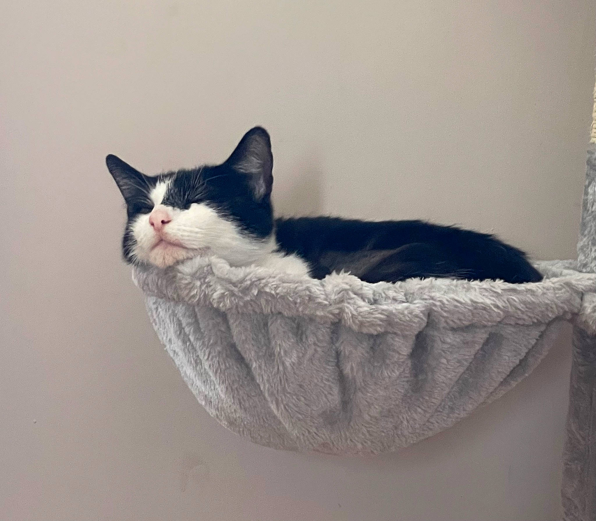 Margo joined the competition — help win amazing prizes! basket, box, carnivore, cat, cat_bed, cat_furniture, cat_supply, comfort, domestic_short_haired_cat, felidae, fur, grey, paw, pet_supply, small_to_medium_sized_cats, snout, tail, whiskers, window, wood