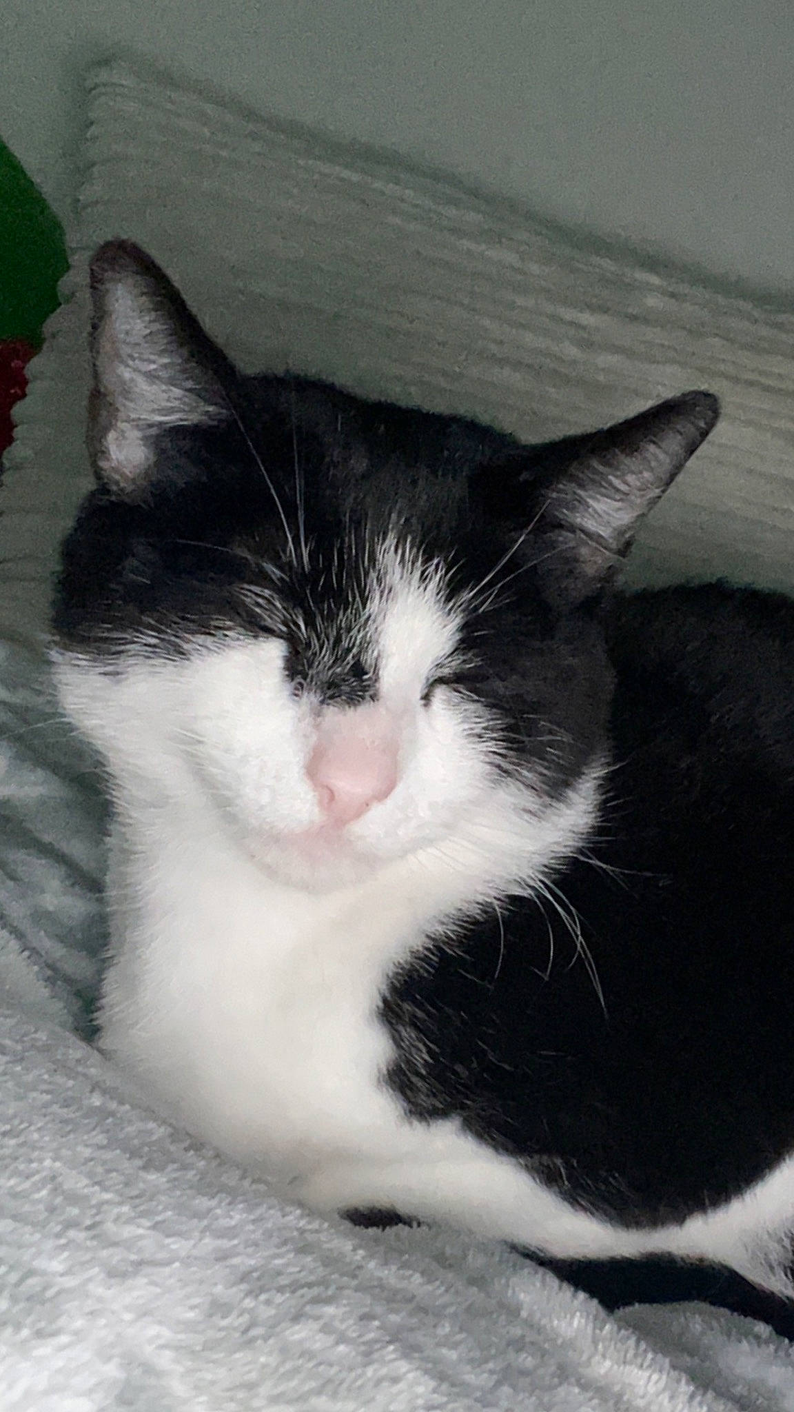 Margo joined the competition — help win amazing prizes! carnivore, cat, comfort, domestic_short_haired_cat, felidae, fur, mammal, monochrome, monochrome_photography, paw, small_to_medium_sized_cats, snout, tail, tree, vertebrate, whiskers, window