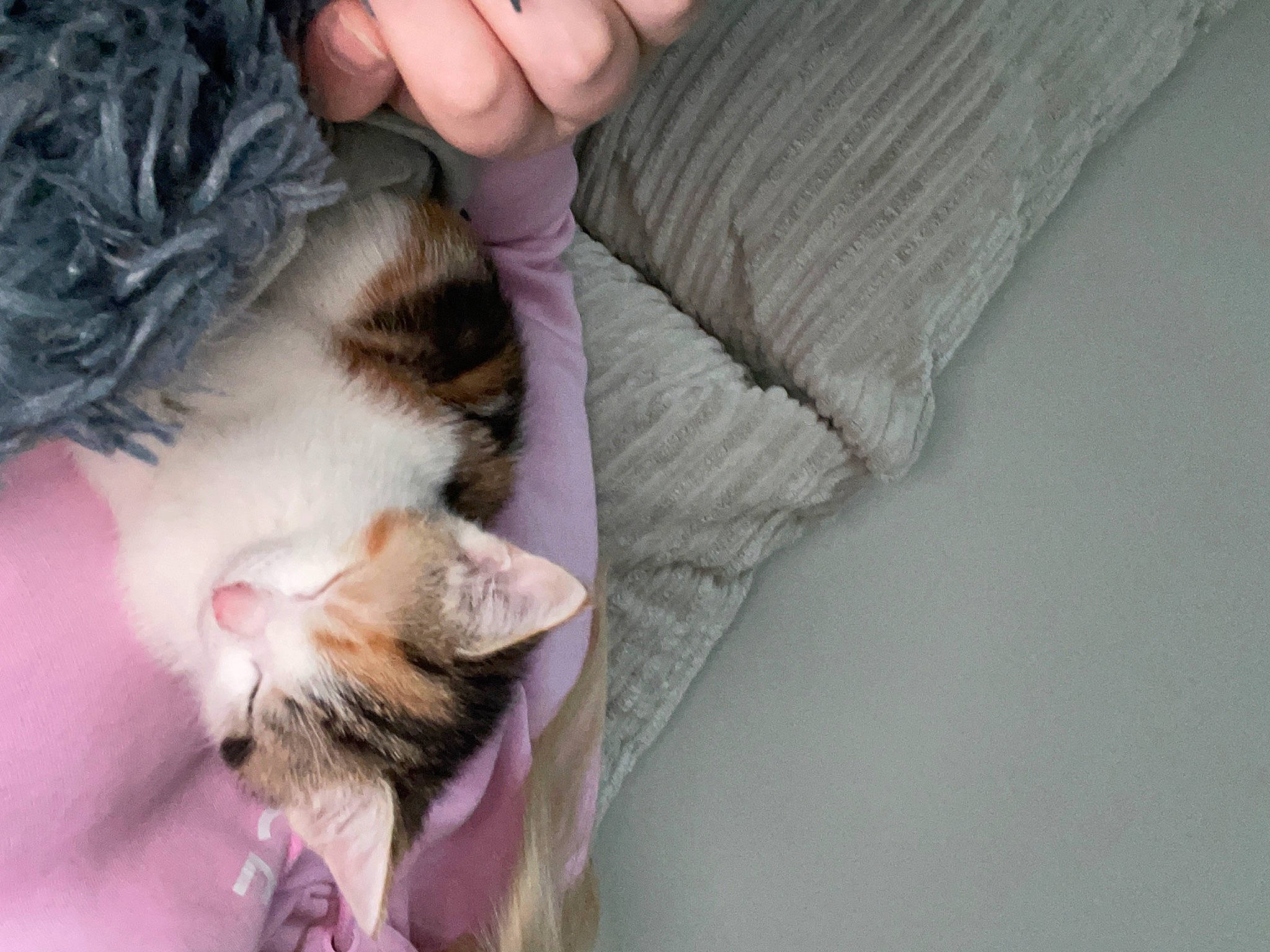 Olive is registered to the contest to win money with this photo: canidae, carnivore, cat, claw, comfort, domestic_short_haired_cat, fawn, felidae, fur, gesture, hand, human_leg, leg, nail, paw, small_to_medium_sized_cats, snout, tail, tree, whiskers