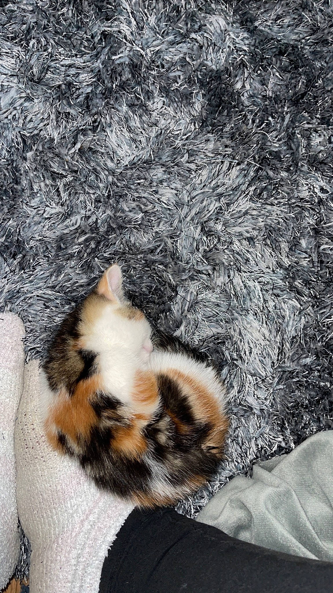 Olive is registered to the contest to win money with this photo: carnivore, cat, claw, domestic_short_haired_cat, fawn, felidae, foot, fur, grass, paw, road_surface, shadow, small_to_medium_sized_cats, snout, soil, tail, terrestrial_animal, tree, whiskers, wood