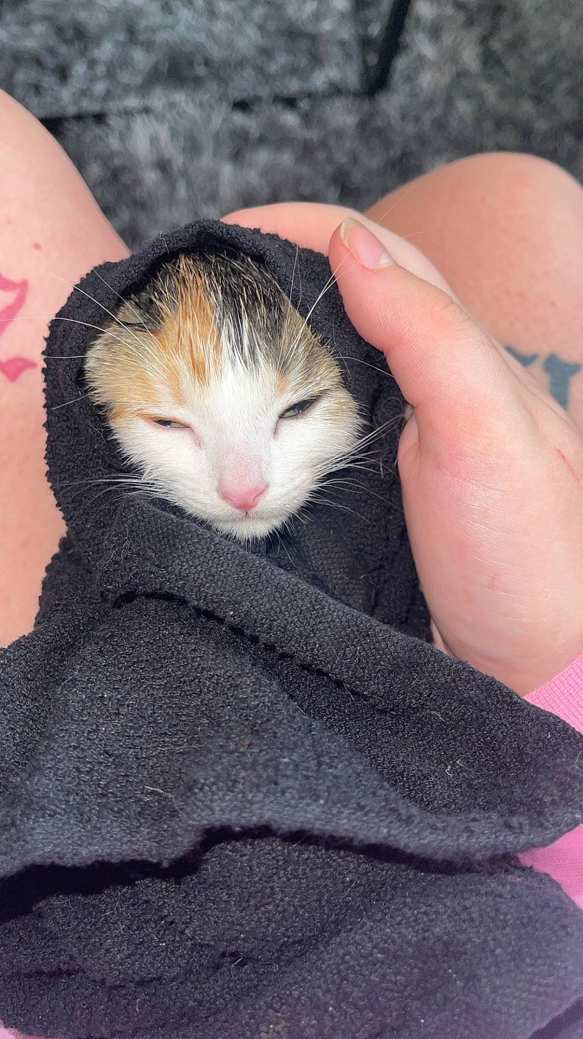 Olive joined the competition — help win amazing prizes! carnivore, cat, child, comfort, domestic_short_haired_cat, fawn, felidae, finger, fur, hamster, human_body, leg, nail, paw, rodent, small_to_medium_sized_cats, snout, tail, thumb, whiskers