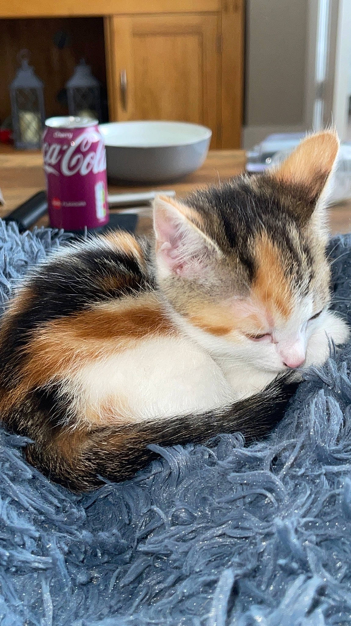 Olive is registered to the contest to win money with this photo: carbonated_soft_drinks, carnivore, cat, claw, cola, domestic_short_haired_cat, fawn, felidae, flooring, fur, grass, human_leg, paw, small_to_medium_sized_cats, soft_drink, tail, tin_can, water, whiskers, window