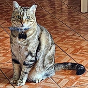 Oliver is registered to the contest to win money with this photo: cat, tabby, pet, animal, sitting, collar, bow_tie, indoors, tile_floor, patterned_floor, whiskers, ears, eyes, tail, fur, striped_fur, portrait, front_view, domestic_cat, cute