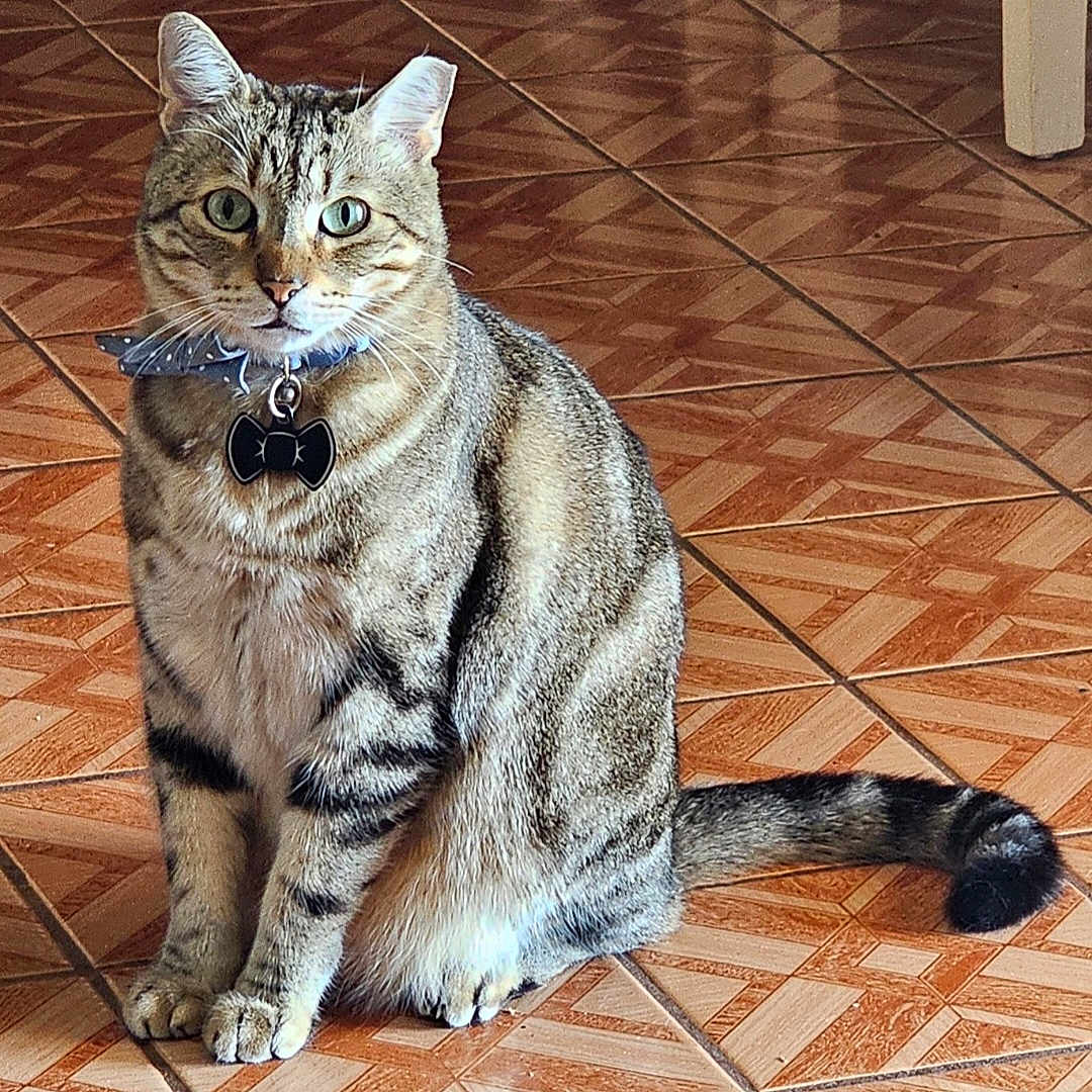 Oliver is registered to the contest to win money with this photo: cat, tabby, pet, animal, sitting, collar, bow_tie, indoors, tile_floor, patterned_floor, whiskers, ears, eyes, tail, fur, striped_fur, portrait, front_view, domestic_cat, cute