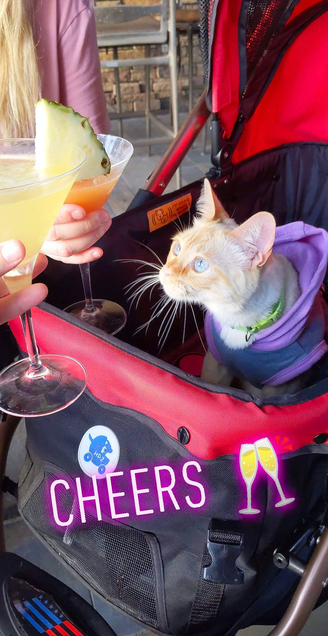 Joey Frost joined the competition — help win amazing prizes! alcoholic_beverage, bag, bellini, carnivore, cat, classic_cocktail, cocktail, daiquiri, drink, drinkware, event, felidae, juice, lemonade, luggage_and_bags, small_to_medium_sized_cats, stemware, tableware, whiskers, wine_glass