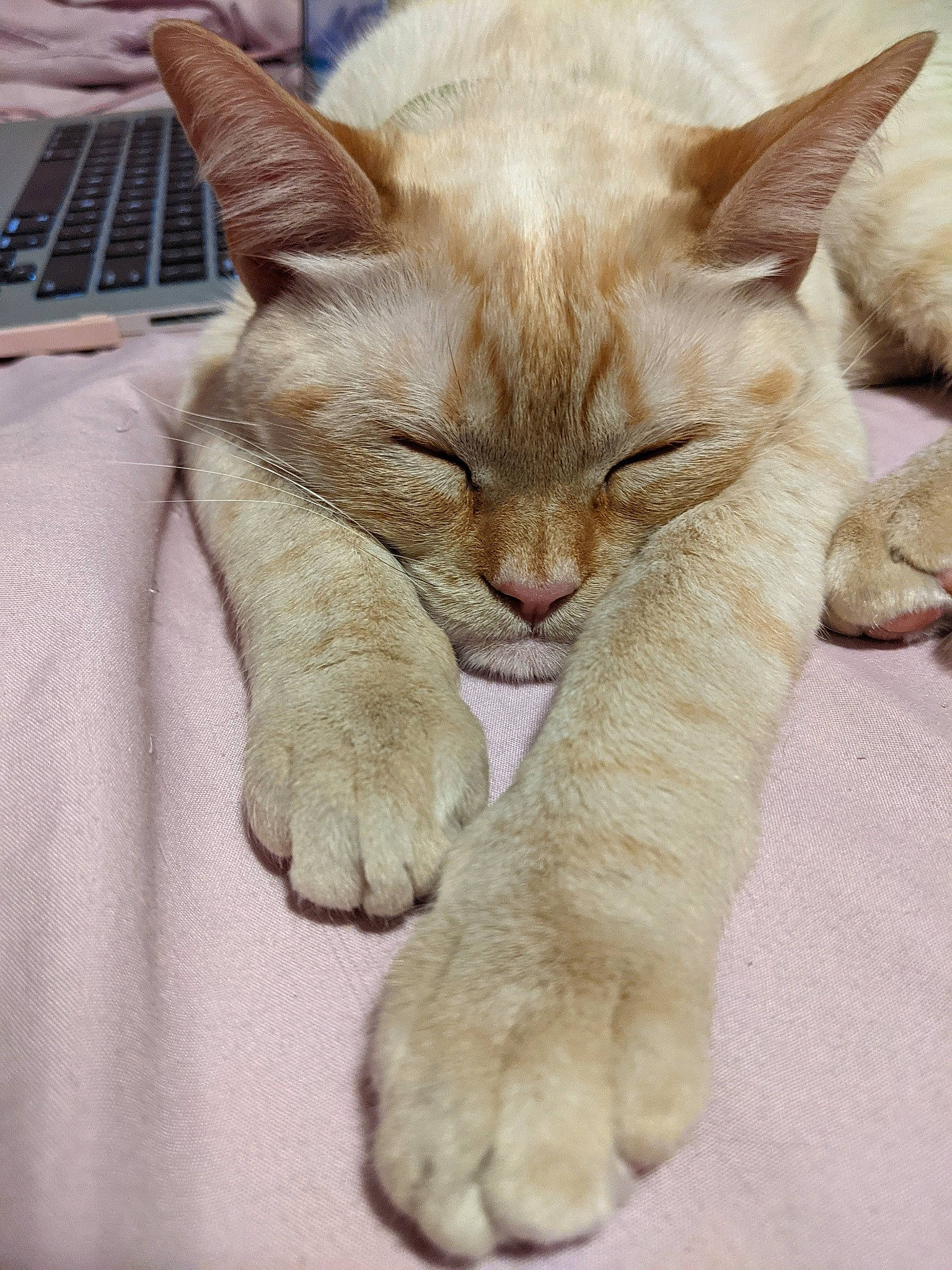 Joey Frost joined the competition — help win amazing prizes! carnivore, cat, claw, comfort, computer_keyboard, domestic_short_haired_cat, fawn, felidae, fur, gesture, input_device, nap, paw, peripheral, remote_control, small_to_medium_sized_cats, snout, tail, terrestrial_animal, whiskers