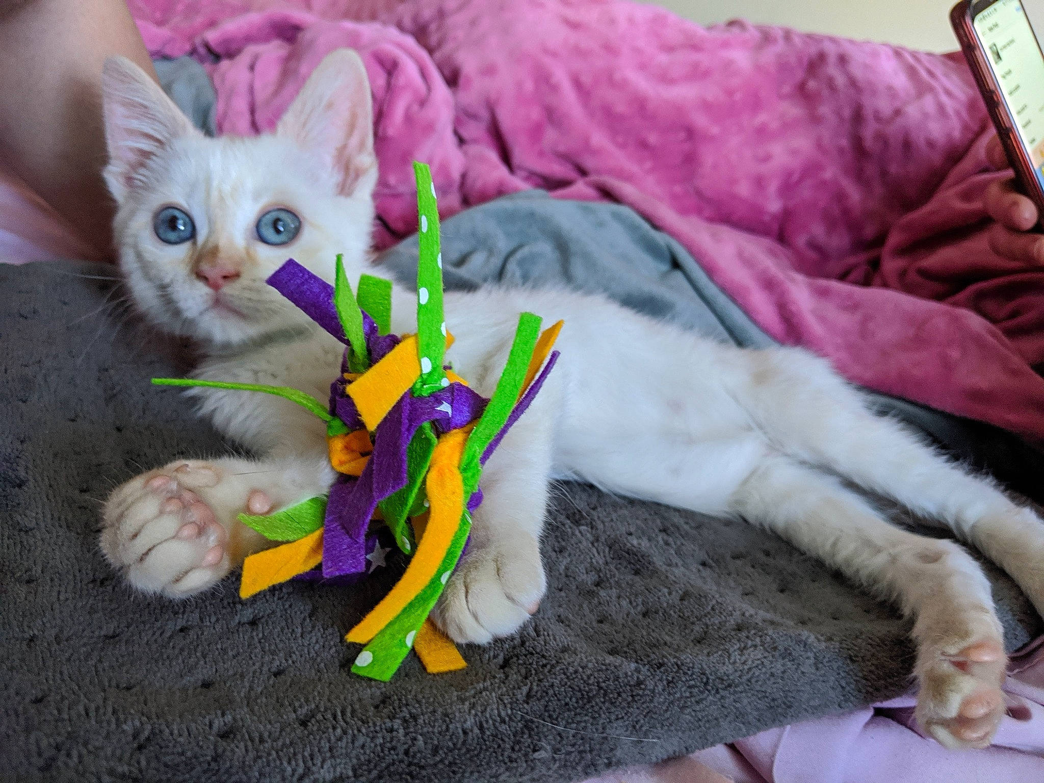 Joey Frost is registered to the contest to win money with this photo: bed, carnivore, cat, cat_toy, claw, comfort, domestic_short_haired_cat, fawn, felidae, fictional_character, foot, fur, linens, paw, room, small_to_medium_sized_cats, stuffed_toy, tail, toy, whiskers