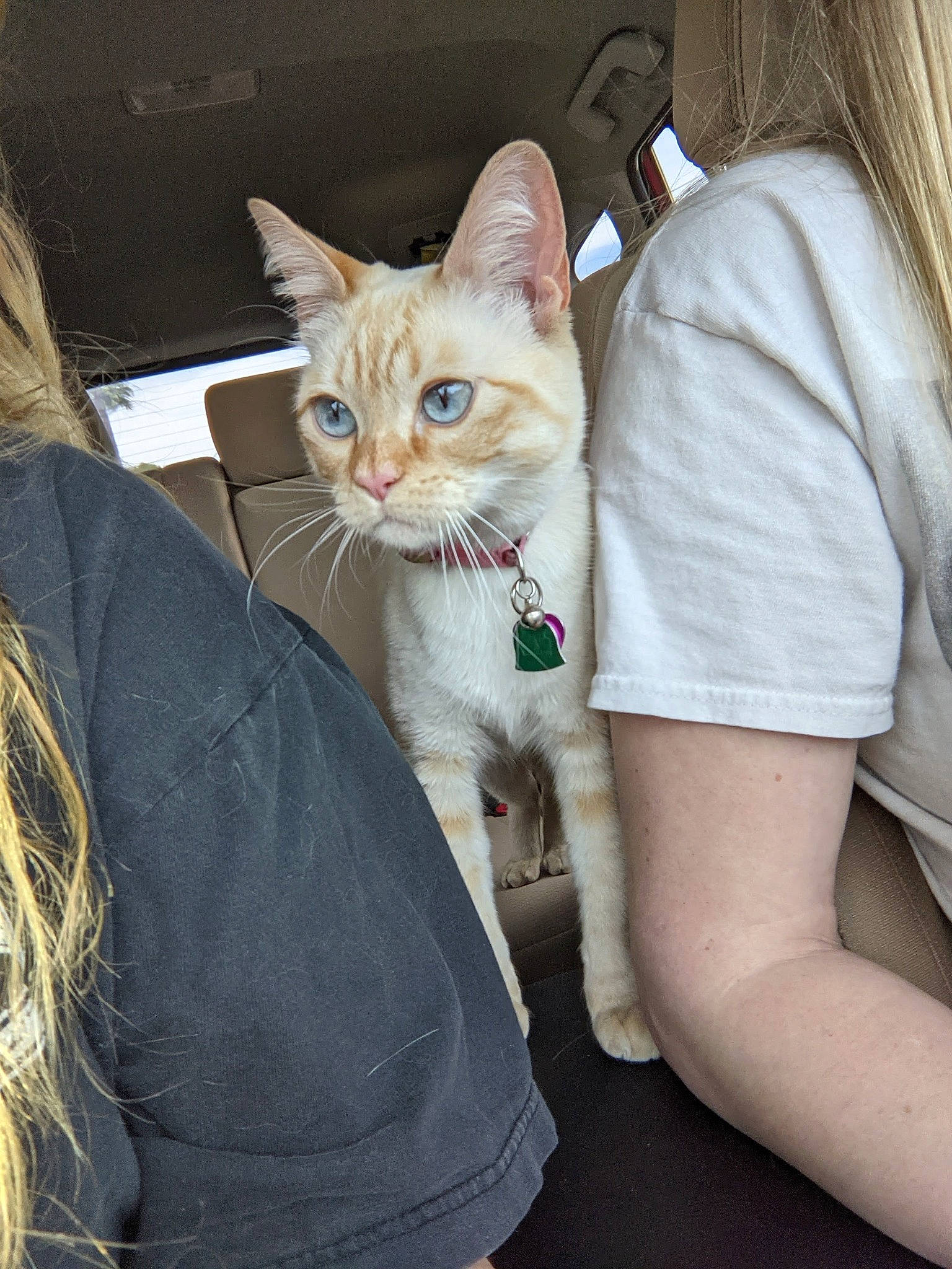 Joey Frost joined the competition — help win amazing prizes! carnivore, cat, comfort, domestic_short_haired_cat, elbow, fashion_accessory, fawn, felidae, fur, gesture, human_leg, leg, paw, sitting, small_to_medium_sized_cats, snout, t_shirt, tail, textile, whiskers