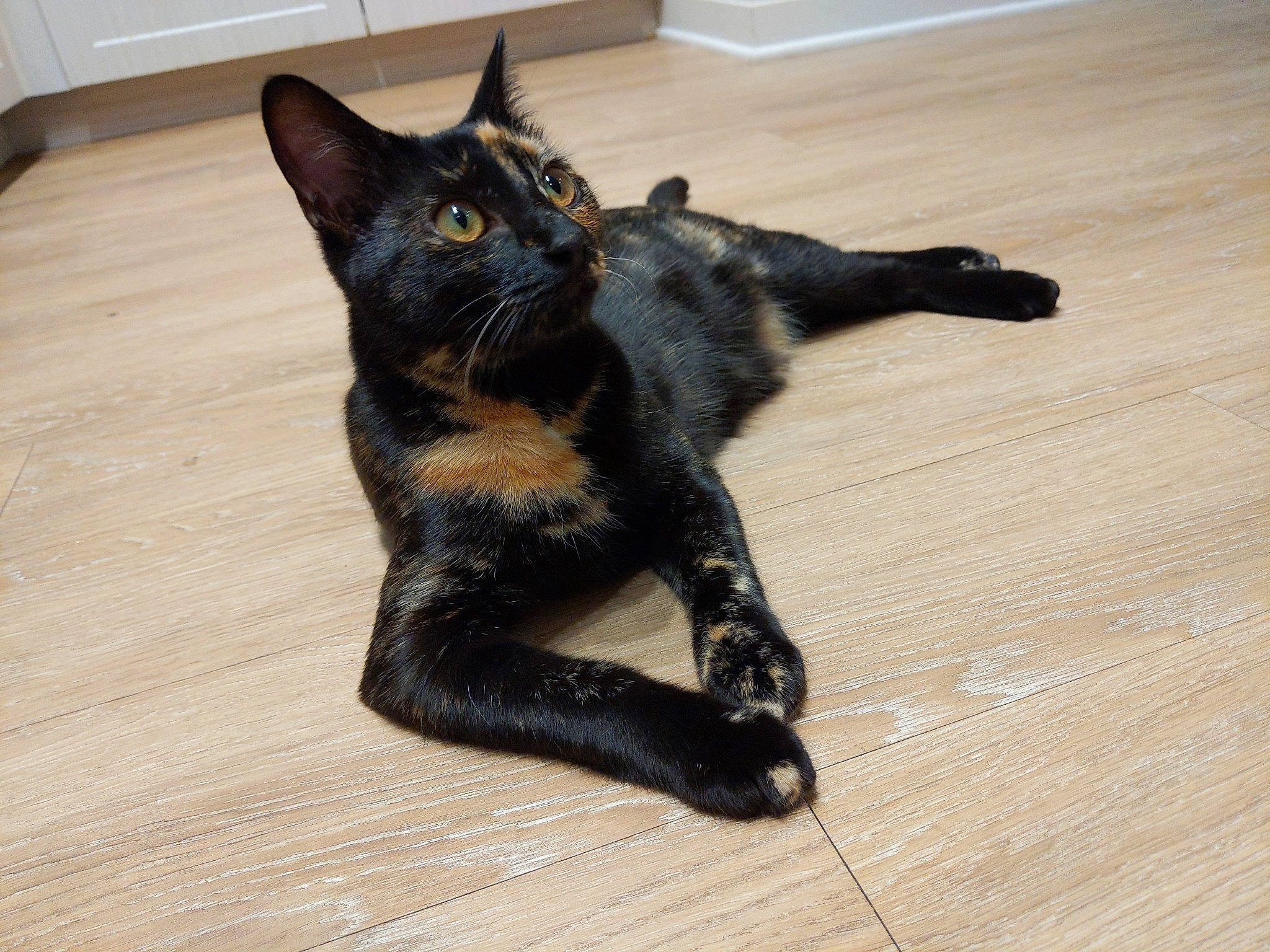 Chicken Nugget joined the competition — help win amazing prizes! black_cat, bombay, cabinetry, carnivore, cat, claw, domestic_short_haired_cat, felidae, floor, flooring, fur, hardwood, paw, small_to_medium_sized_cats, tail, terrestrial_animal, varnish, whiskers, wood, wood_stain