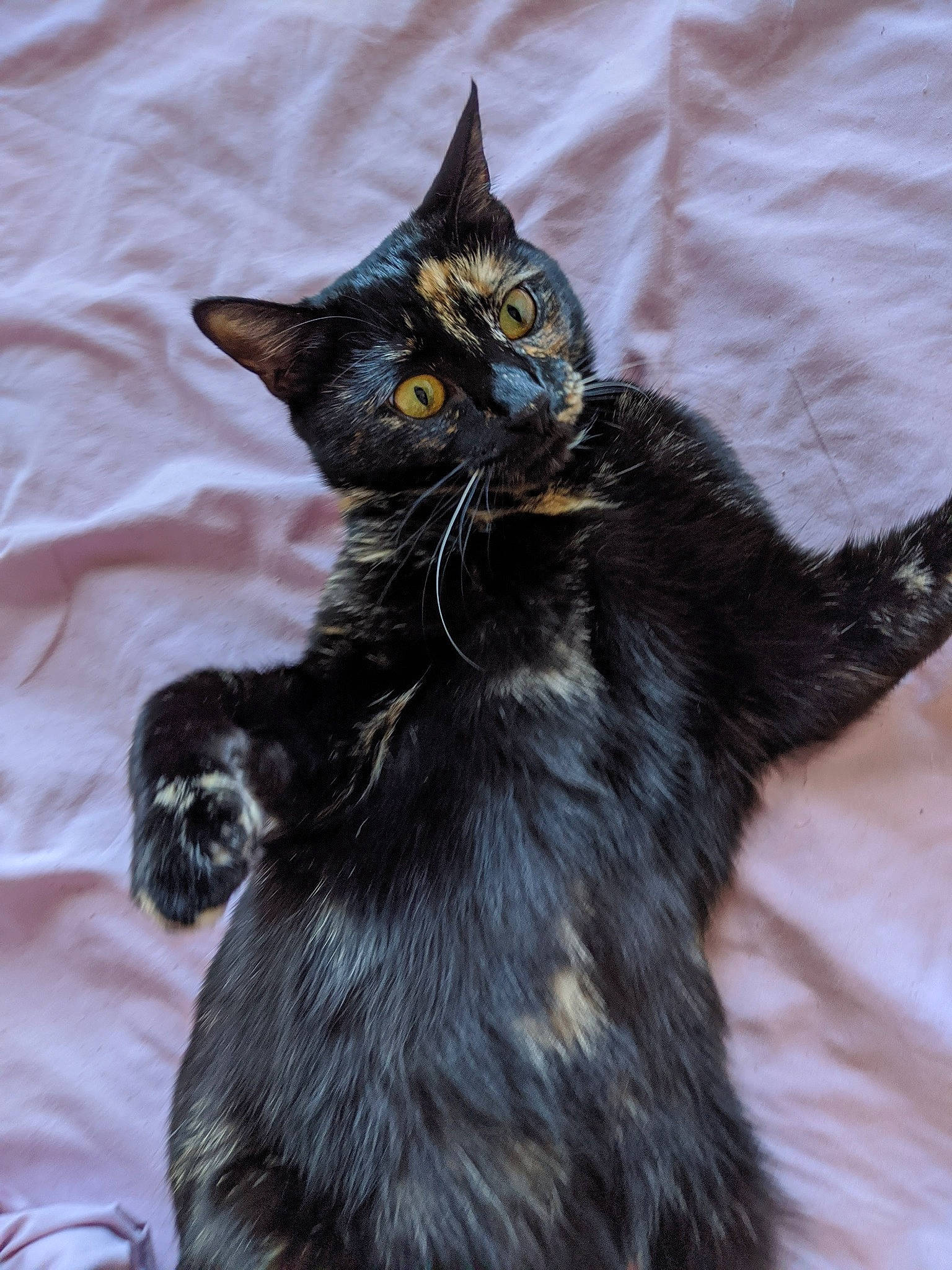 Chicken Nugget joined the competition — help win amazing prizes! bed, black_cat, bombay, carnivore, cat, claw, domestic_short_haired_cat, felidae, fur, paw, small_to_medium_sized_cats, snout, tail, terrestrial_animal, whiskers