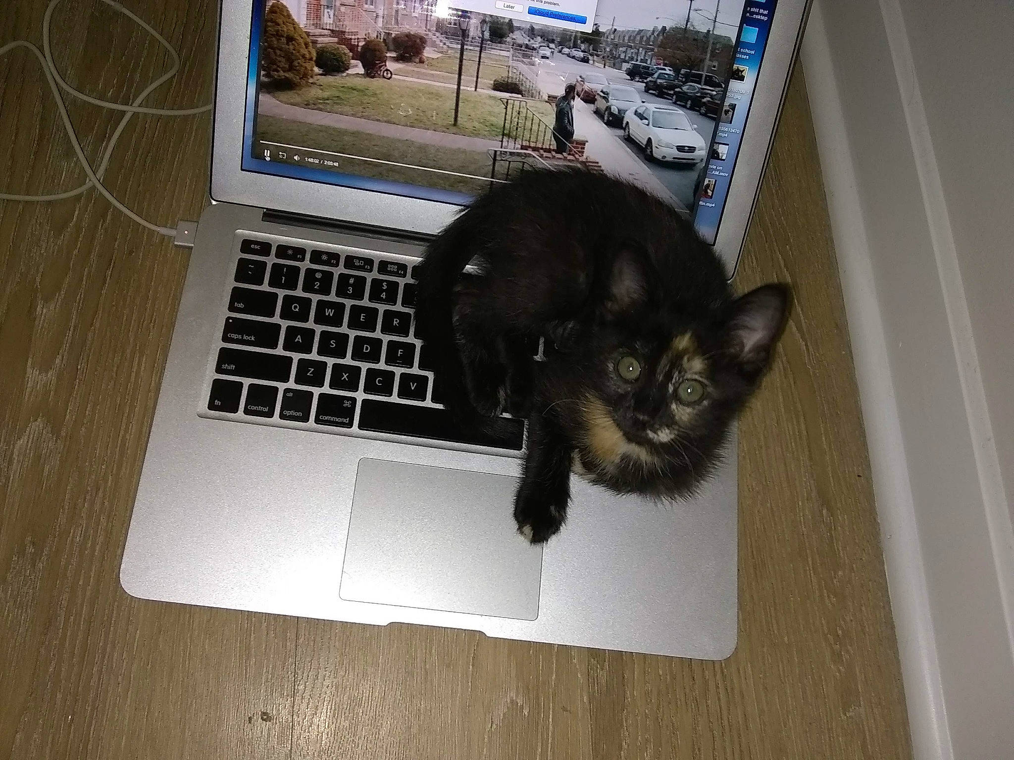 Chicken Nugget joined the competition — help win amazing prizes! carnivore, cat, computer, display_device, electronic_device, felidae, gadget, input_device, laptop, netbook, office_equipment, output_device, peripheral, personal_computer, small_to_medium_sized_cats, snout, space_bar, tail, touchpad, whiskers