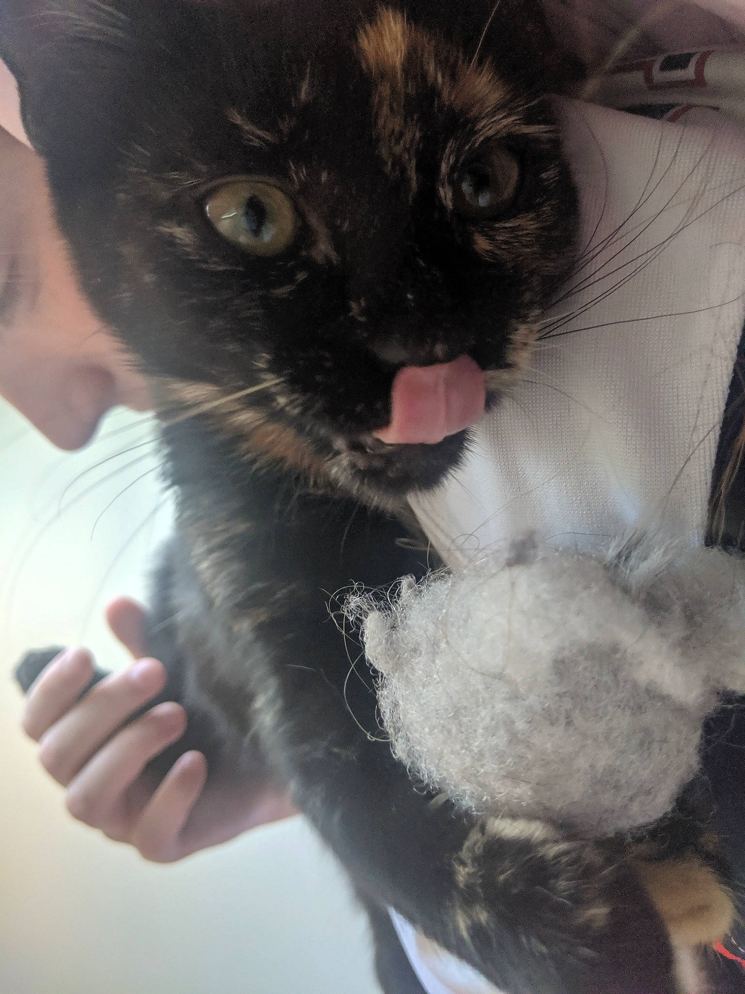 Chicken Nugget joined the competition — help win amazing prizes! black_cat, carnivore, cat, claw, comfort, domestic_short_haired_cat, fawn, felidae, foot, fur, gesture, iris, paw, small_to_medium_sized_cats, snout, tail, thai, thumb, whiskers