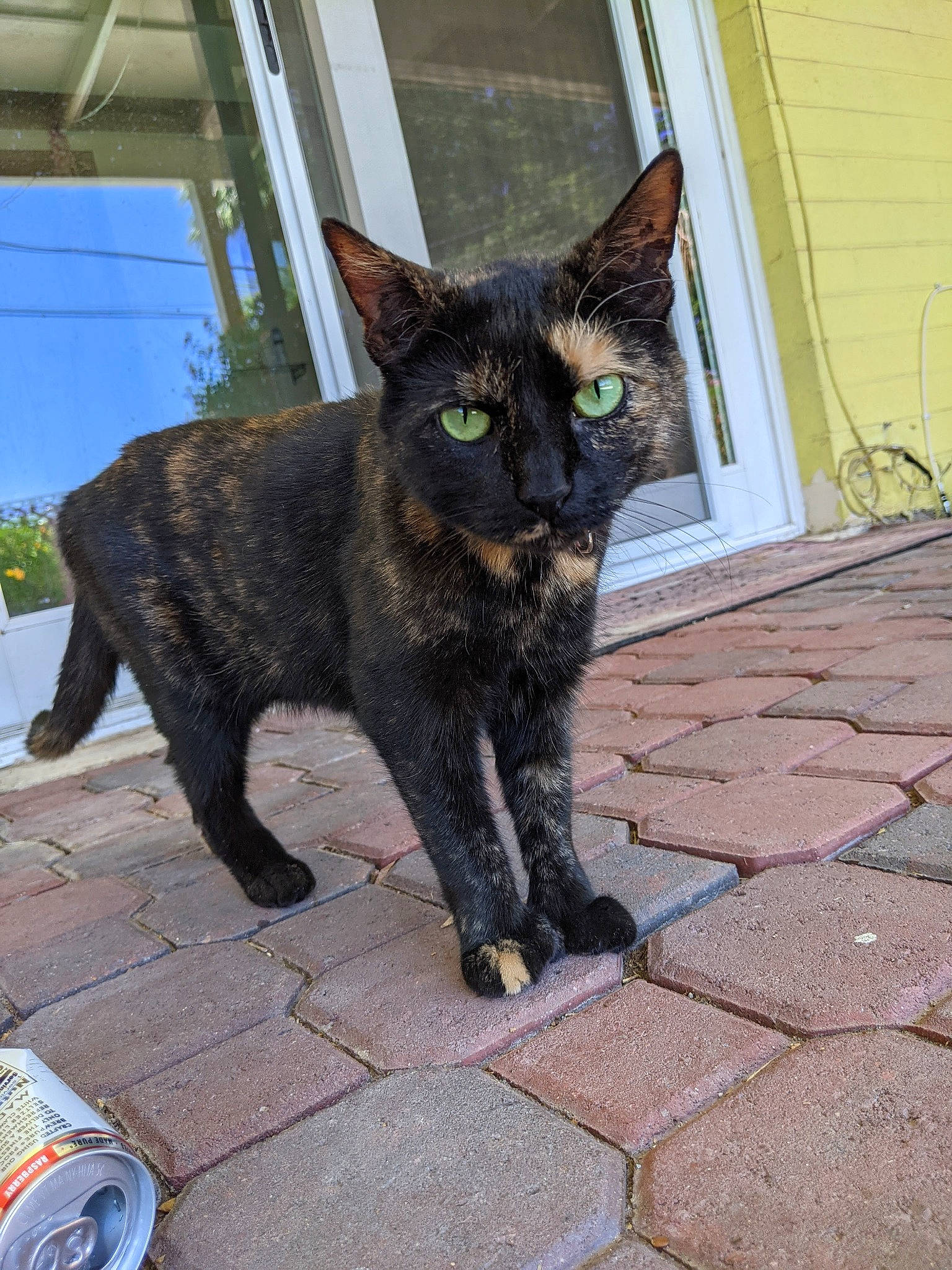 Muffin Magoo is registered to the contest to win money with this photo: black_cat, bombay, carnivore, cat, claw, domestic_short_haired_cat, felidae, flooring, fur, plant, road_surface, small_to_medium_sized_cats, snout, tail, terrestrial_animal, whiskers