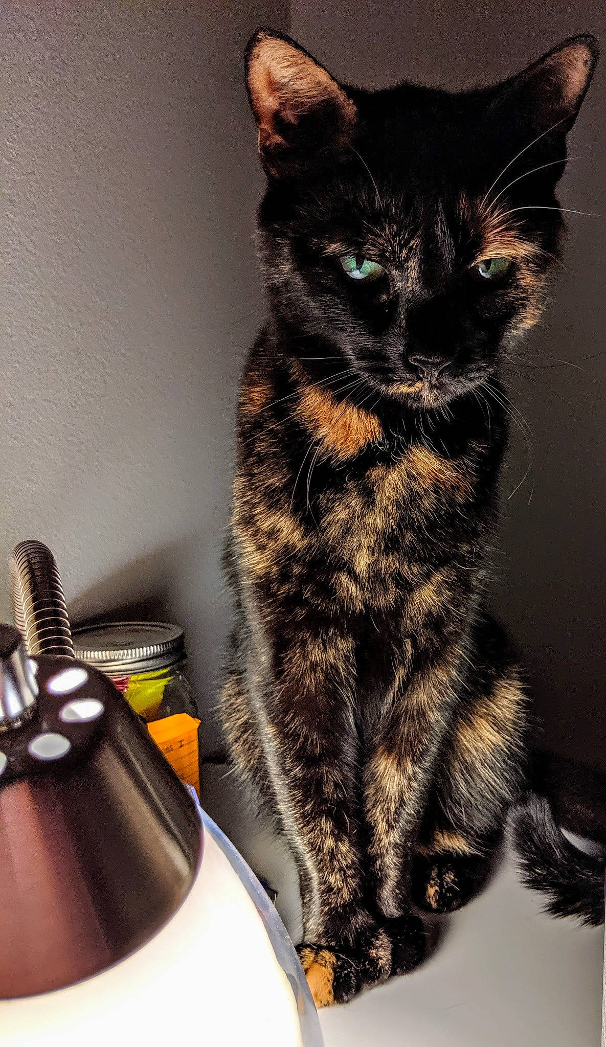 Muffin Magoo is registered to the contest to win money with this photo: audio_equipment, black_cat, carnivore, cat, claw, domestic_short_haired_cat, felidae, fur, glass, paw, sitting, small_to_medium_sized_cats, snout, tail, whiskers, windshield