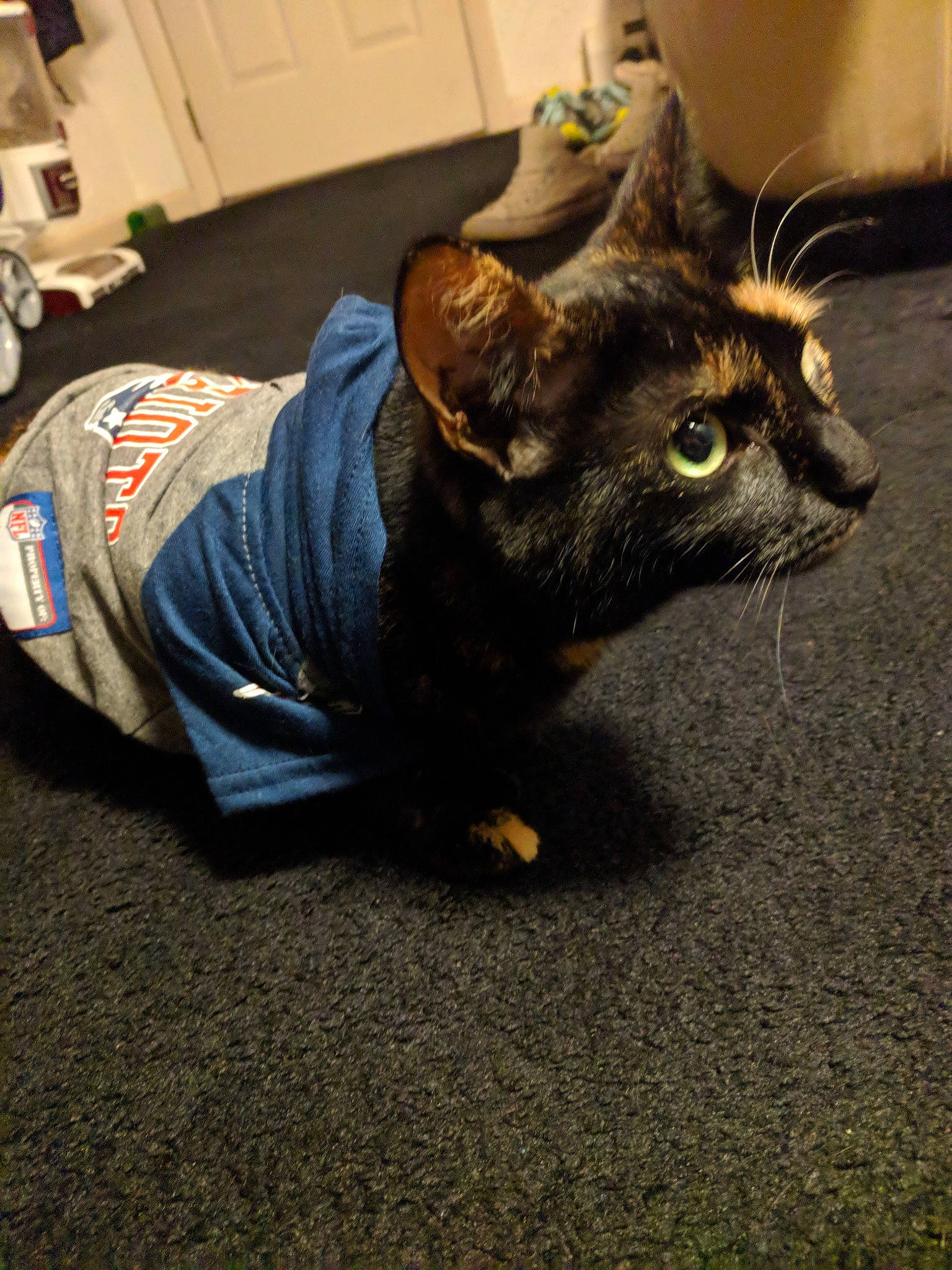 Muffin Magoo joined the competition — help win amazing prizes! black_cat, canidae, carnivore, cat, claw, dog_breed, domestic_short_haired_cat, felidae, flooring, foot, fur, human_leg, paper_towel, paw, small_to_medium_sized_cats, snout, tail, terrestrial_animal, whiskers, wood