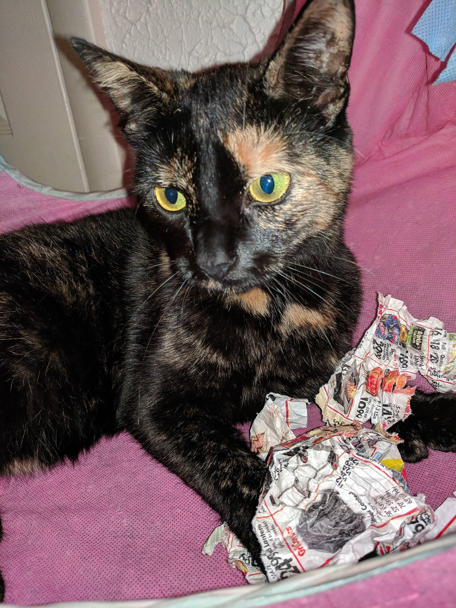 Muffin Magoo is registered to the contest to win money with this photo: black_cat, bombay, carnivore, cat, cat_toy, claw, collar, domestic_short_haired_cat, felidae, fur, havana_brown, paw, small_to_medium_sized_cats, snout, tail, terrestrial_animal, whiskers