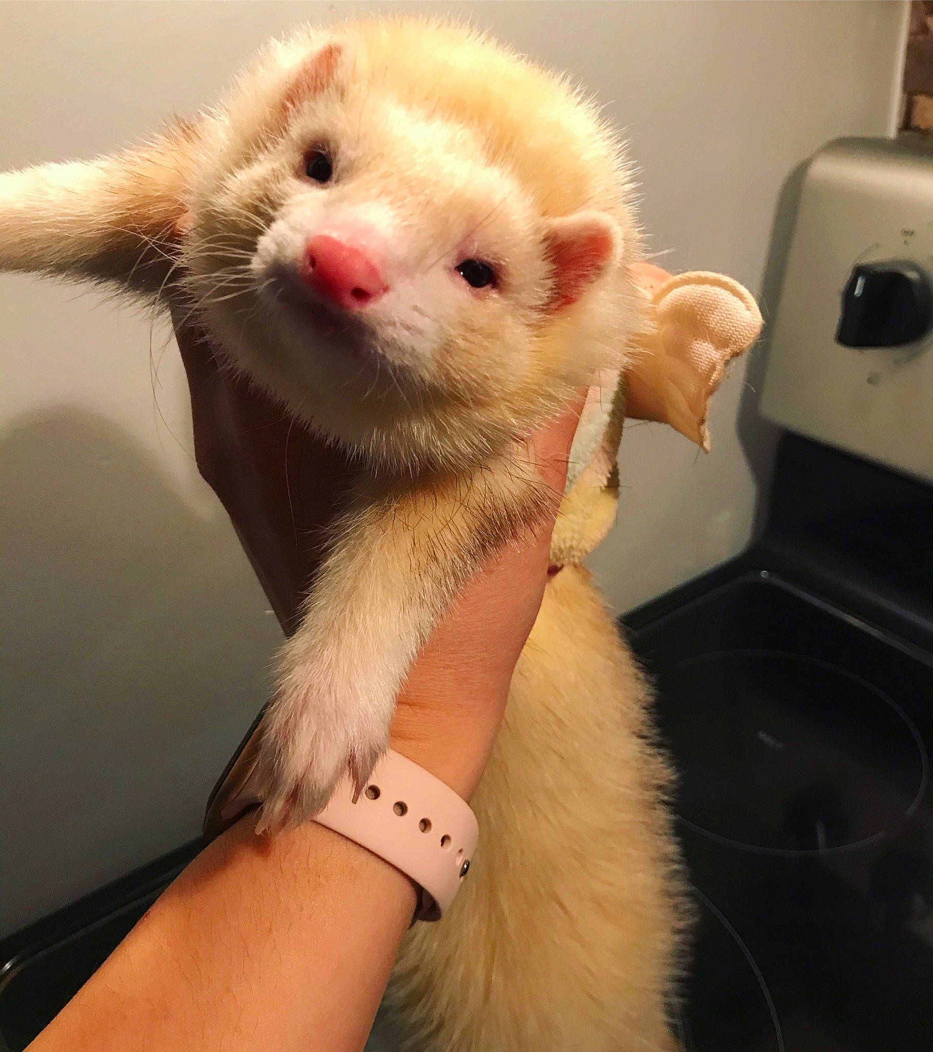Mr Glass participe au concours pour gagner de l'argent avec cette photo : carnivore, claw, ear, eye, fawn, ferret, finger, fur, hand, mammal, mustelidae, mustelinae, nose, paw, polecat, skin, snout, tail, whiskers