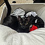cat, black_cat, pet, laundry_basket, clothes, socks, blanket, tail, ears, eyes, indoor, carpet, rug, feline, cozy, looking_at_camera, curious, fabric, home, portrait