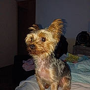 Lola is registered to the contest to win money with this photo: dog, small_dog, pet, bed, blanket, toy, indoor, alert, ears, fur, animal, canine, looking_away, brown, tan, black, fur_texture, cute, companion, domestic