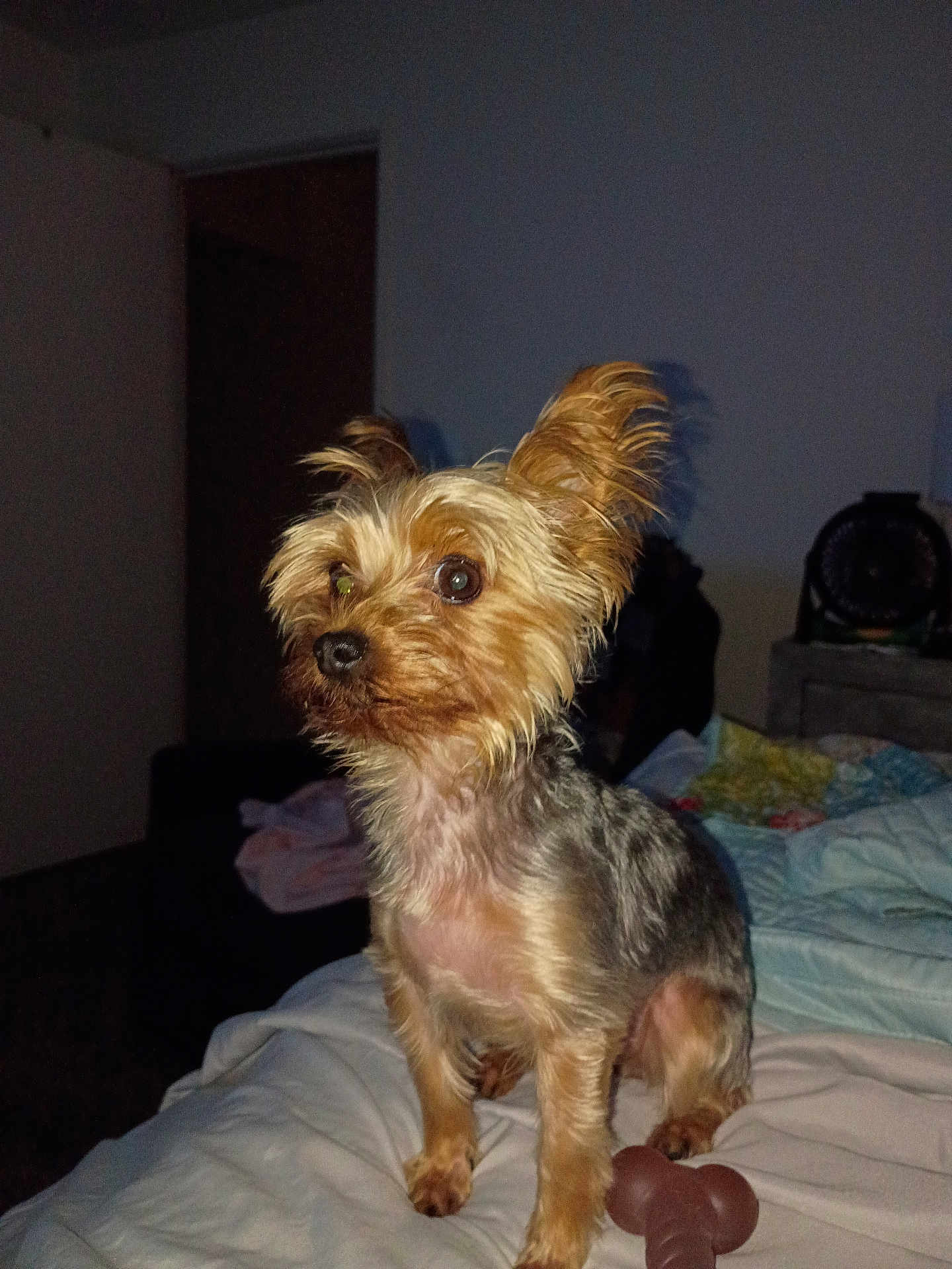 Lola is registered to the contest to win money with this photo: dog, small_dog, pet, bed, blanket, toy, indoor, alert, ears, fur, animal, canine, looking_away, brown, tan, black, fur_texture, cute, companion, domestic