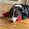 Rio a rejoint le concours — aidez-le/la à gagner de superbes lots ! dog, sunglasses, leather_jacket, wooden_floor, pet, animal, indoor, brown_and_white, canine, laying_down, red_sleeves, fashion, cool, portrait, close_up, cute, relaxed, eyes, nose, fur