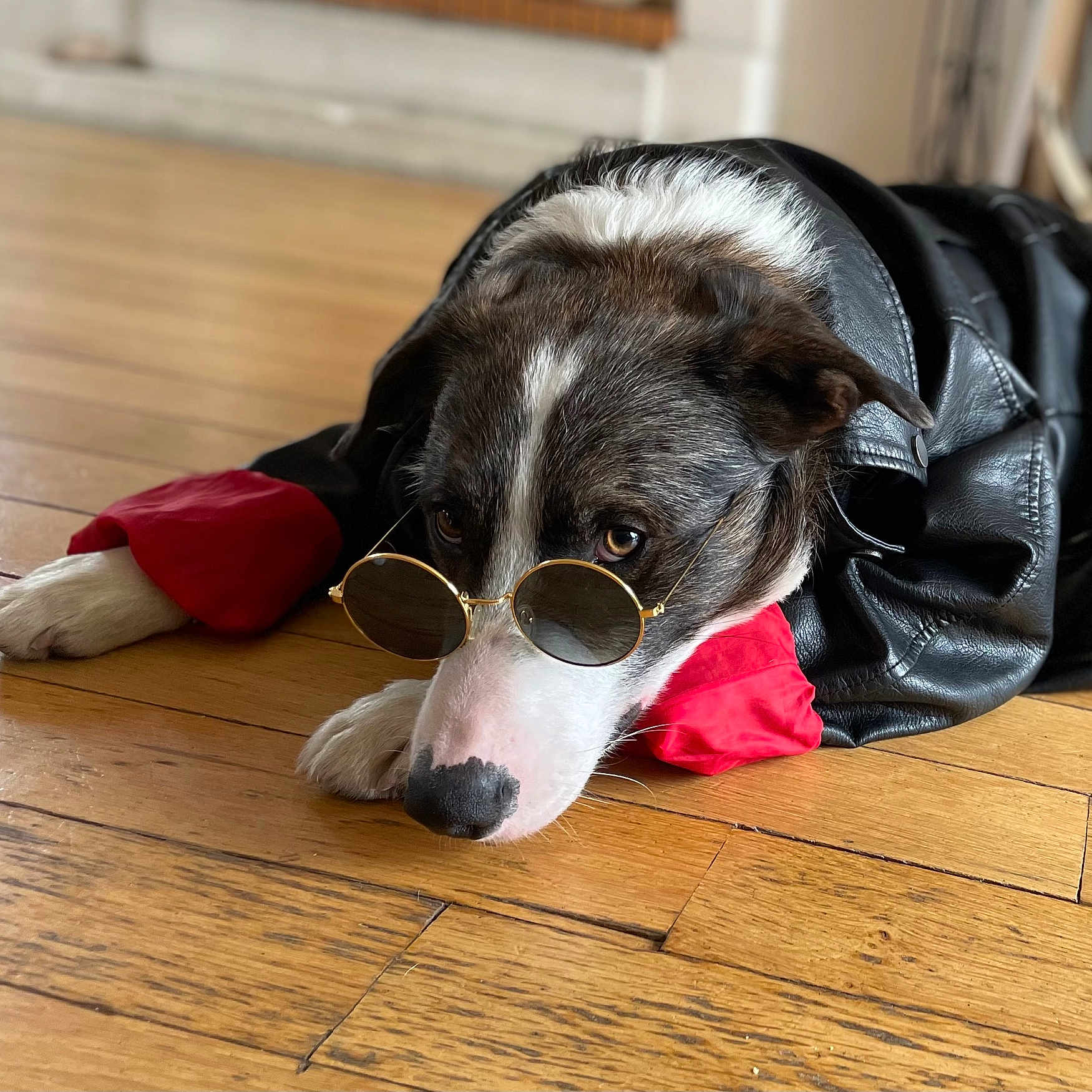 Rio a rejoint le concours — aidez-le/la à gagner de superbes lots ! dog, sunglasses, leather_jacket, wooden_floor, pet, animal, indoor, brown_and_white, canine, laying_down, red_sleeves, fashion, cool, portrait, close_up, cute, relaxed, eyes, nose, fur