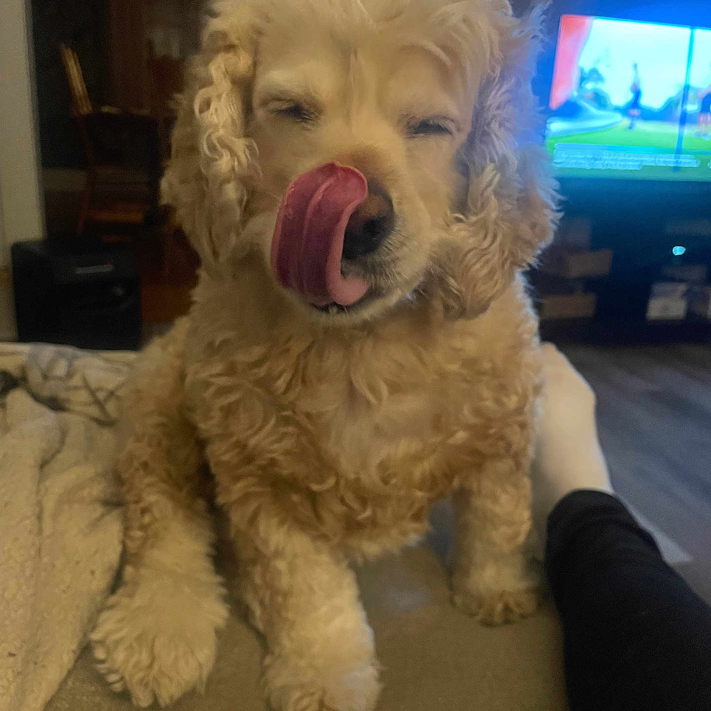 Daisy is registered to the contest to win money with this photo: animal, blanket, companion, couch, cozy, curly_fur, cute, dog, expression, fluffy, foot, furniture, home, indoor, licking, living_room, pet, sitting, television, tongue_out
