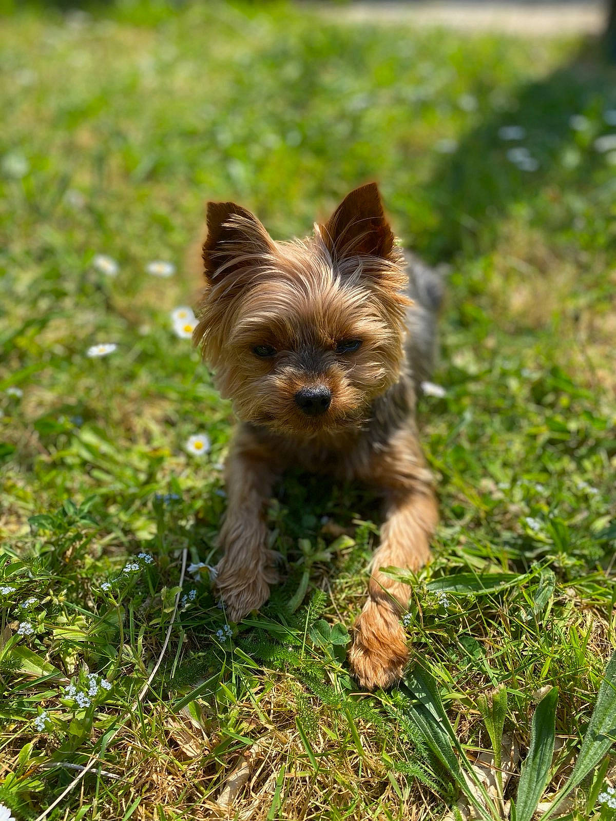 Djipsy participe au concours pour gagner de l'argent avec cette photo : australian_silky_terrier, australian_terrier, cairn_terrier, canidae, carnivore, companion_dog, dog, dog_breed, grass, mammal, norwich_terrier, plant, puppy, rare_breed_dog, small_terrier, sporting_group, terrier, toy_dog, vertebrate, yorkshire_terrier