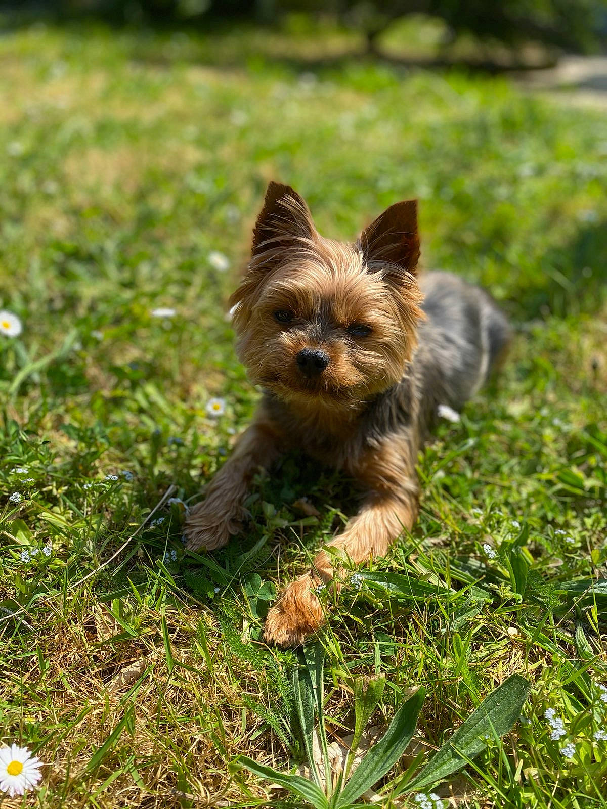 Djipsy participe au concours pour gagner de l'argent avec cette photo : australian_silky_terrier, australian_terrier, biewer_terrier, cairn_terrier, canidae, carnivore, companion_dog, dog, dog_breed, fawn, grass, mammal, norwich_terrier, puppy, rare_breed_dog, small_terrier, terrier, toy_dog, vertebrate, yorkshire_terrier