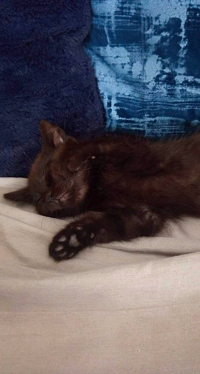 Loki participe au concours pour gagner de l'argent avec cette photo : black_cat, carnivore, cat, claw, cloud, comfort, domestic_short_haired_cat, fawn, felidae, fur, grey, paw, sky, small_to_medium_sized_cats, snout, tail, terrestrial_animal, tints_and_shades, whiskers, wildlife